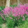 Kissen-Nelke Silene Schafta Splendens mit pinken Blüten im 9x9 cm Topf.
