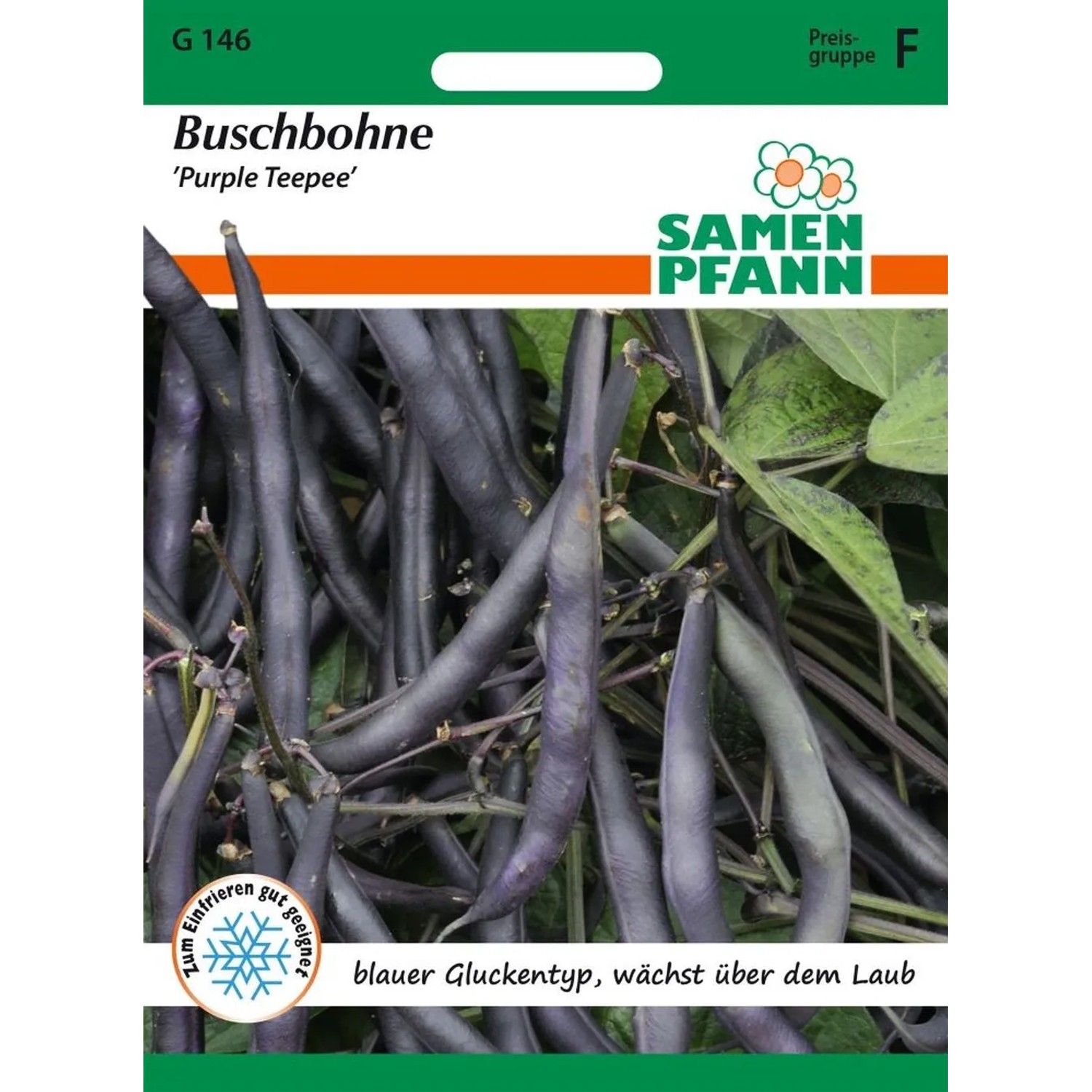 SAMEN PFANN Buschbohne Purple Teepee