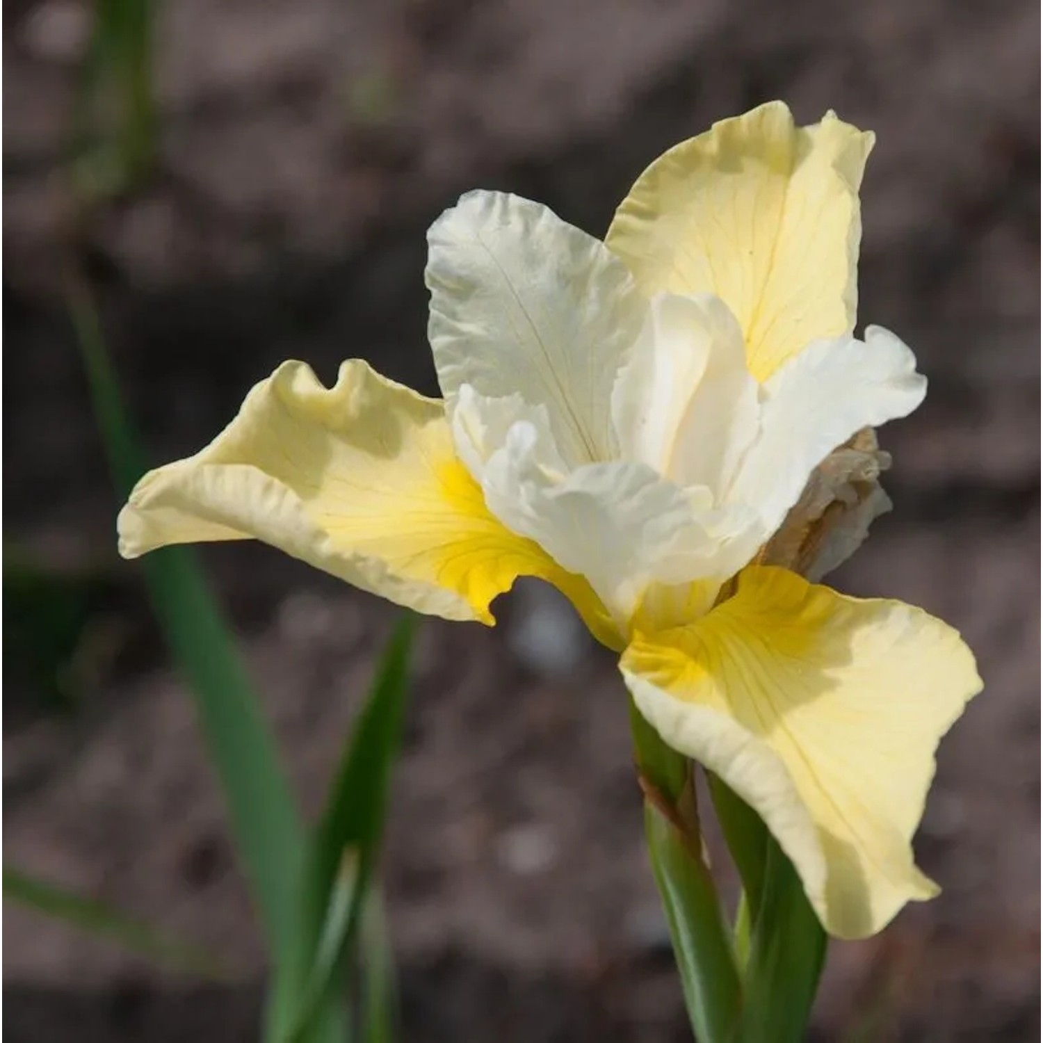 Sibirische Wieseniris Welfenfürstin - Iris sibirica