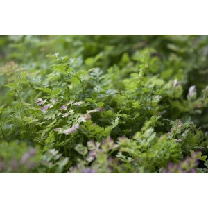 Frischer Kerbel (Anthriscus Cerefolium) im 9x9 cm Topf, ideal für Kräuterbeete.