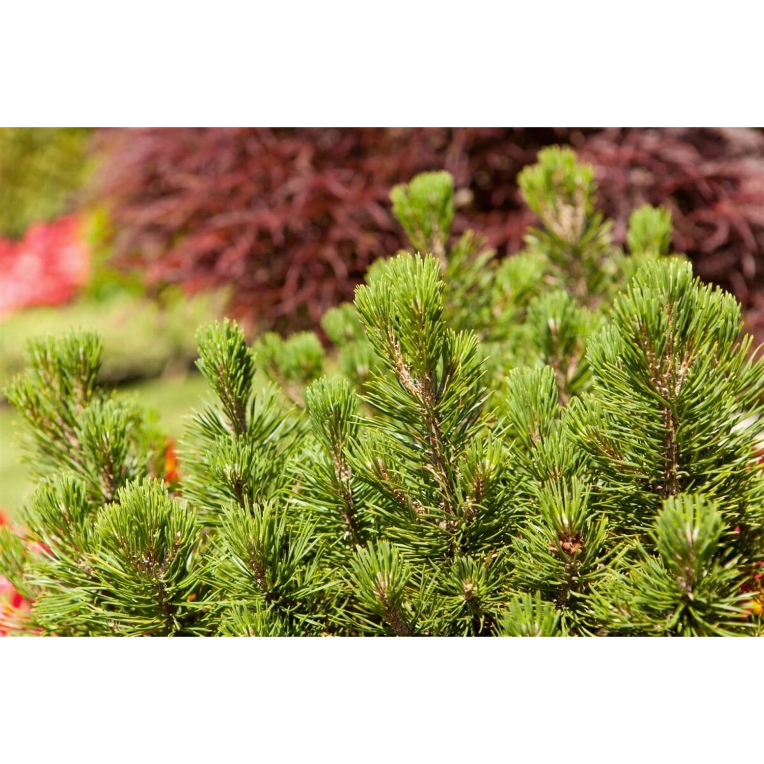 Pinus Mugo Mumpitz Bergkiefer Kompakt 20–25 cm günstig online kaufen