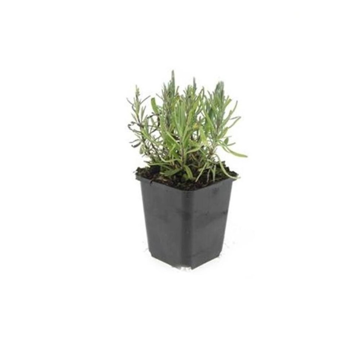 Exotenherz Lavendel Pflanze Lavandula Angustifolia Munstead Echter Lavendel günstig online kaufen