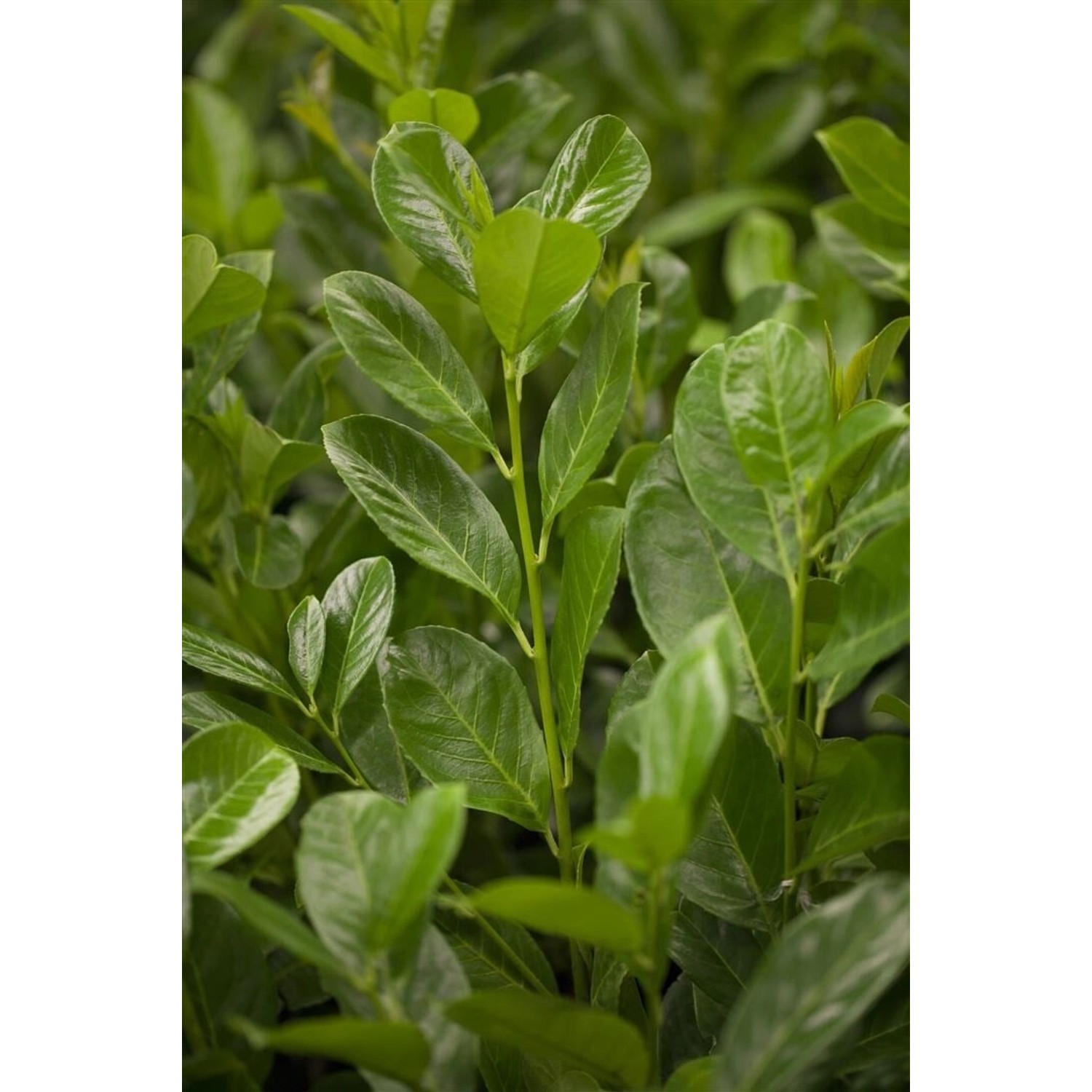 Prunus laurocerasus 'Rotundifolia' 100-125 cm günstig online kaufen