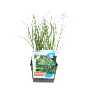 Stern-Sumpfgras (Dichromena colorata) im Topf, grüne Blätter und weiße Blüten.