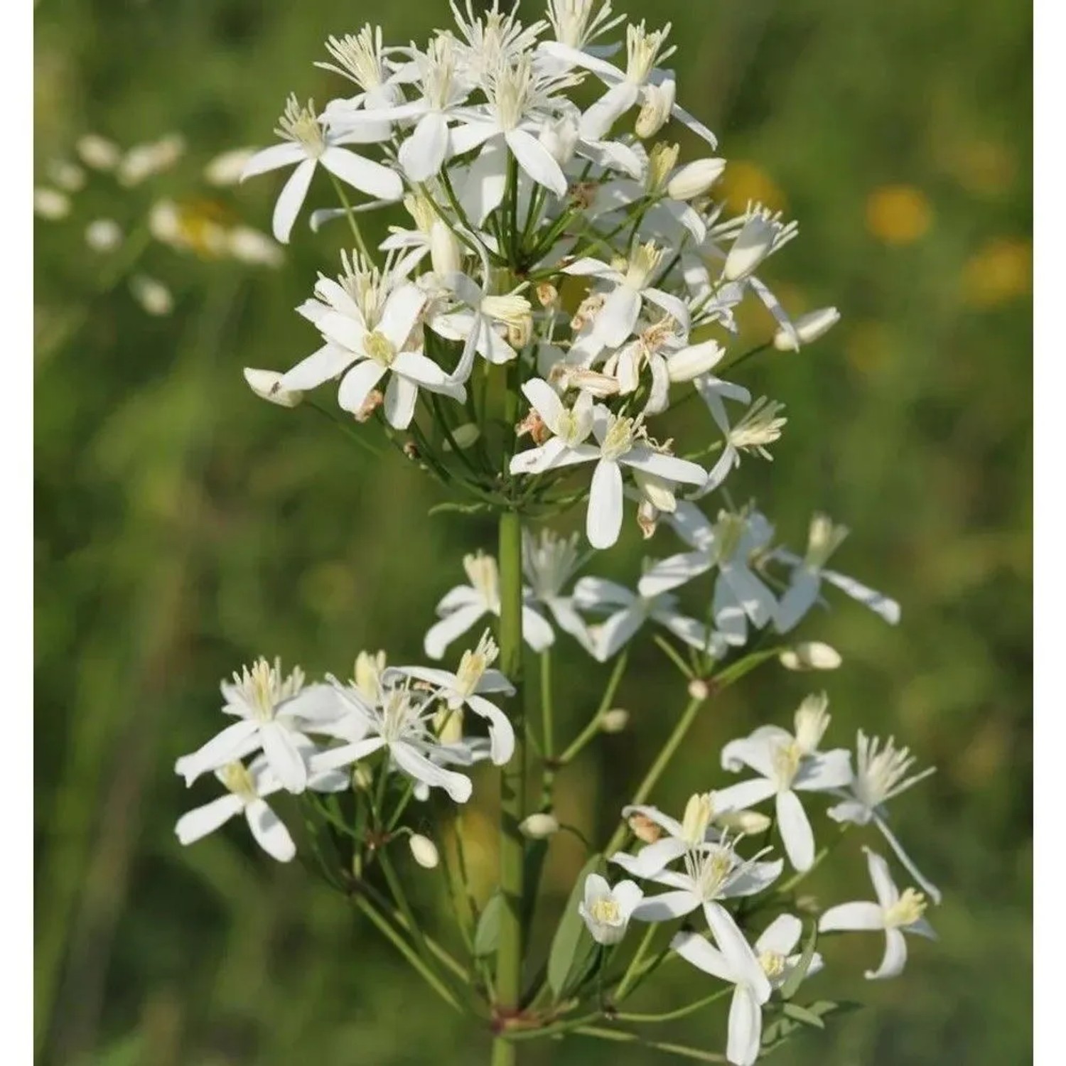 Clematis Mandshurica 60-80cm - Clematis mandshurica