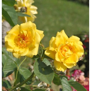 Nahaufnahme: Gelbe Kletterrose Golden Gate mit grünen Blättern.