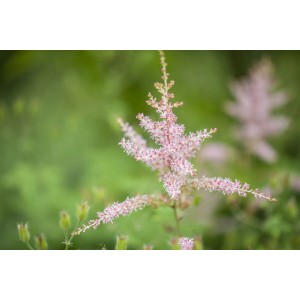 Rosa Prachtspiere 'Hennie Graafland' im 9x9 cm Topf. Zarte Blütenrispen der Astilbe im Detail.