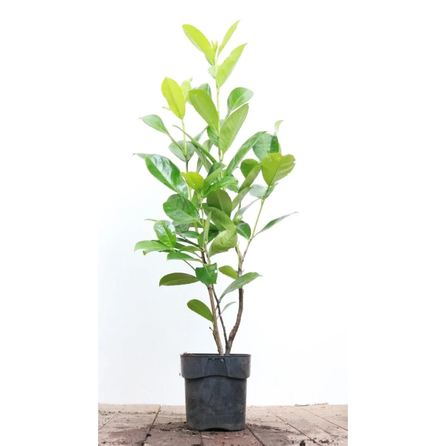 Prunus,aurocerasus 'Rotundifolia' 60-80 cm