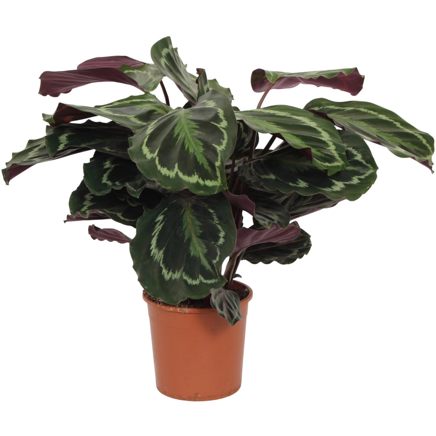 GROW by OBI Korbmarante Medallion Höhe ca. 50-55 cm Topf-Ø ca. 14 cm