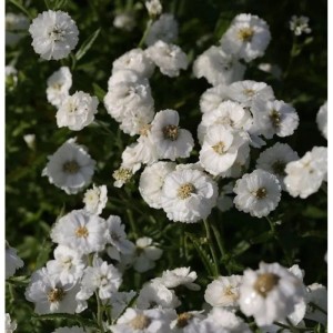 Schafgarbe Die Perle - Achillea ptarmica