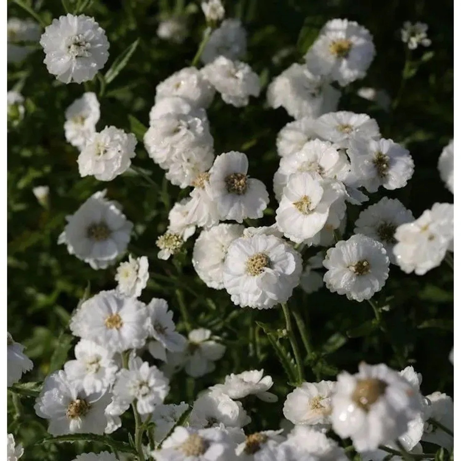 Schafgarbe Die Perle - Achillea ptarmica