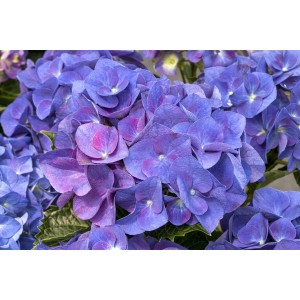 Nahaufnahme der blau-violetten Blüten der Bauernhortensie Hydrangea Macrophylla Jip Blue.