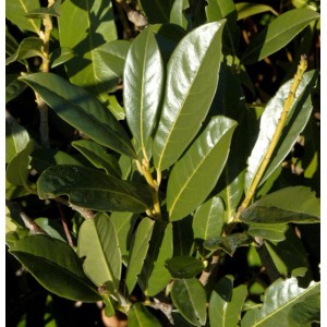 Nahaufnahme des Kirschlorbeer Elly (Prunus laurocerasus) Strauchs mit glänzenden, grünen Blättern.