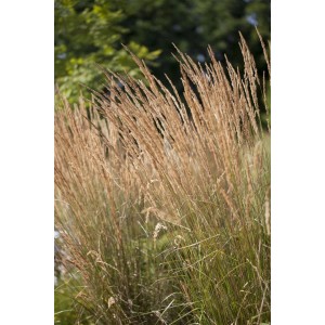 Detailaufnahme von Calamagrostis Karl Foerster Reitgras mit goldgelben Blütenständen.