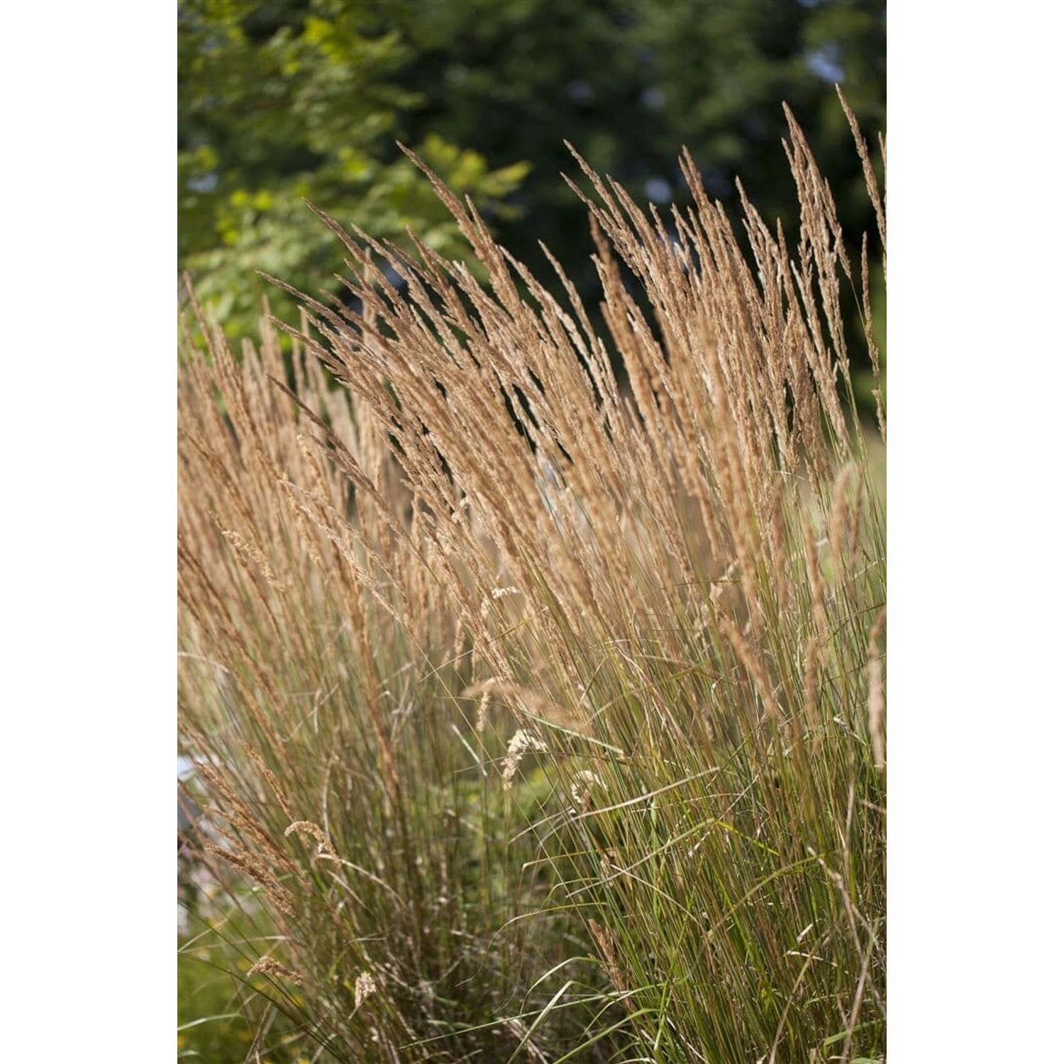 Calamagrostis X Acutiflora Karl Foerster Reitgras Ca. 9X9 cm Topf günstig online kaufen