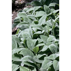 Nahaufnahme von Wollziest (Stachys byzantina) mit silbrig-grünen Blättern.