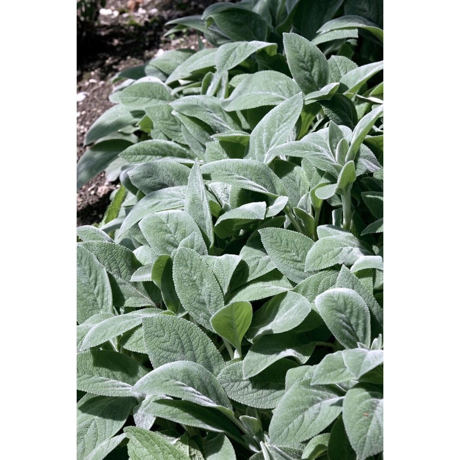Stachys Byzantina Wollziest Cotton Boll Ca. 9x9 cm Topf günstig online kaufen
