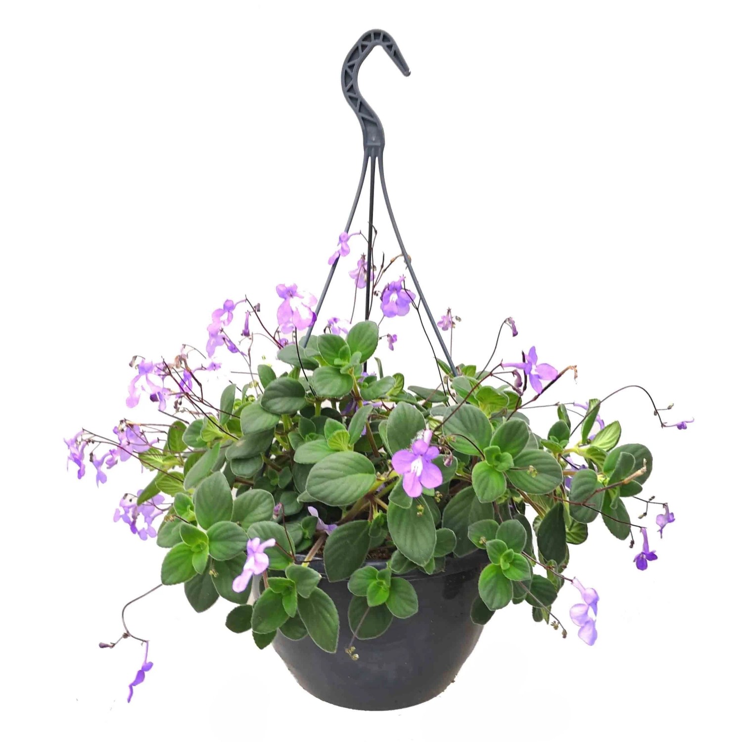 Drehfrucht in Hängeampel Topf-Ø ca. 23 cm kaufen bei OBI