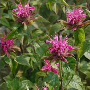 Nahaufnahme der rosafarbenen Blüten der Indianernessel (Monarda didyma) im Garten.