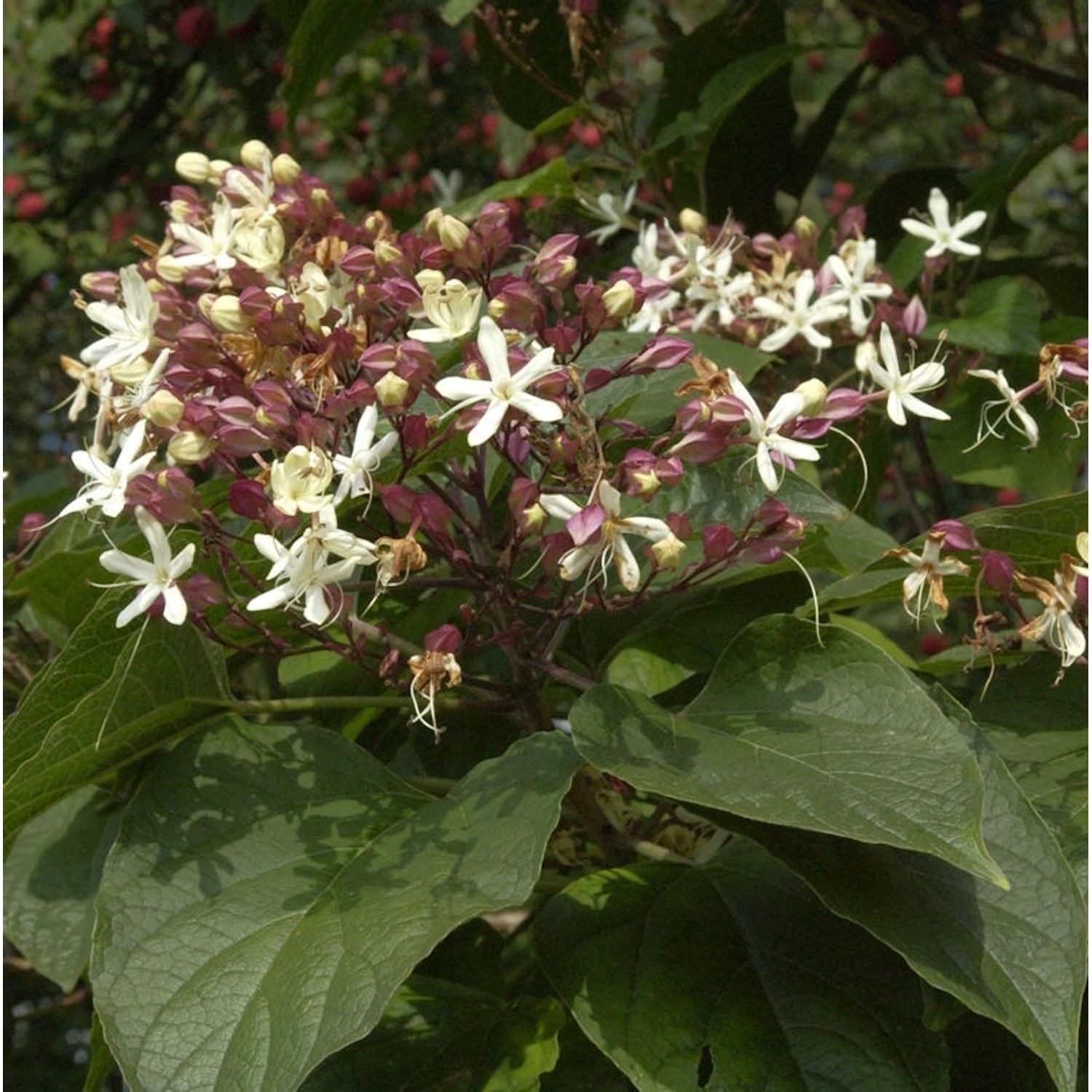 Japanischer Losbaum 60-80cm - Clerodendrum trichotomum günstig online kaufen