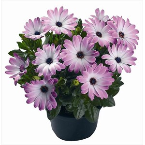 Kapkörbchen Weiß-Rosa im Topf, Osteospermum ecklonis, mit farbenfrohen Blüten.