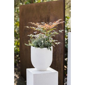 Nandina Obsessed im Topf: Rotlaubiger Himmelsbambus, 30–40 cm hoch, für Garten und Kübel.