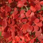 Nahaufnahme des rotlaubigen Perückenstrauchs 'Flamissimo' (Cotinus coggygria).