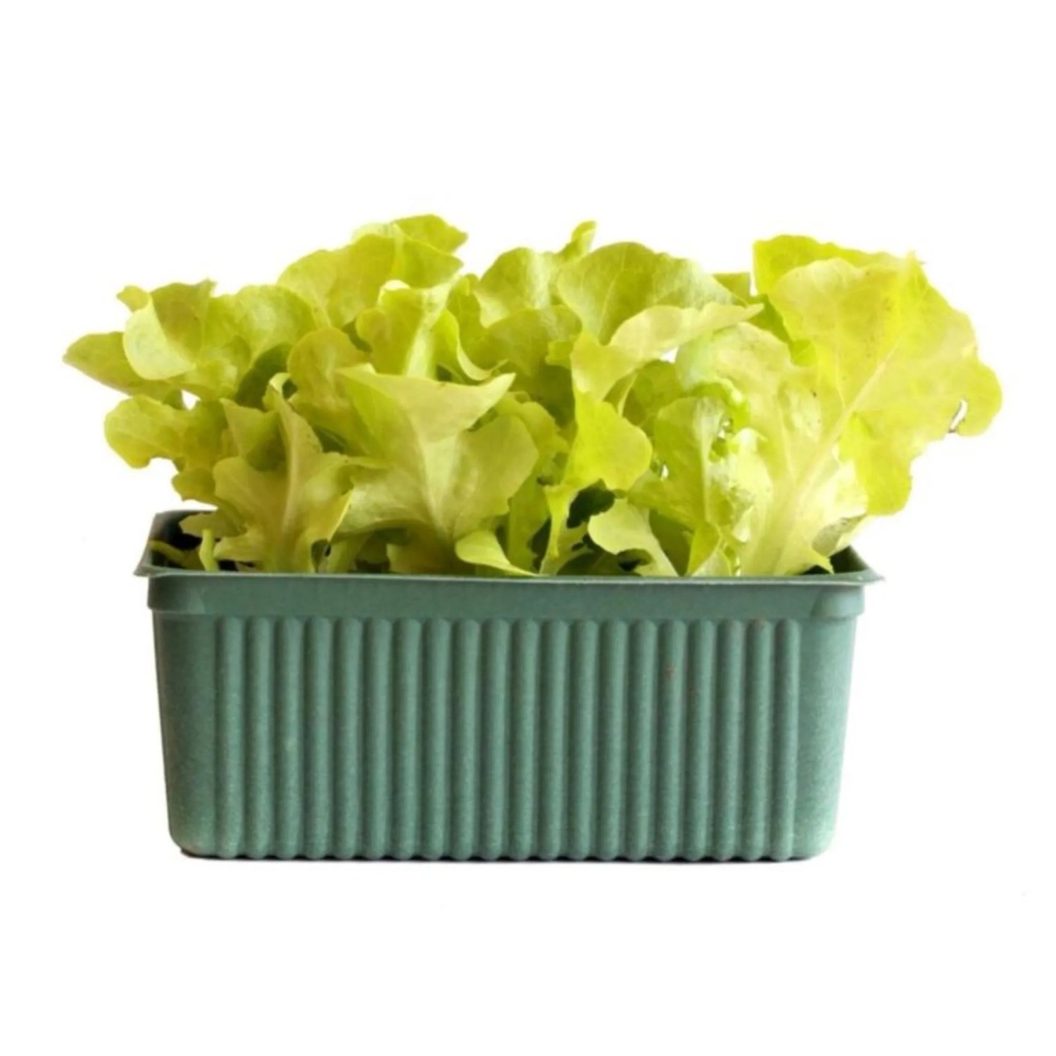 GROW by OBI Salatherzen Grün 6er Schale Lactuca sativa