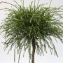 Hochstamm Faden Lebensbaum Whipcord 80-100cm - Thuja plicata