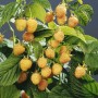 Gelbfruchtige Himbeere 'Golden Queen' mit reifen, goldgelben Früchten und grünen Blättern.