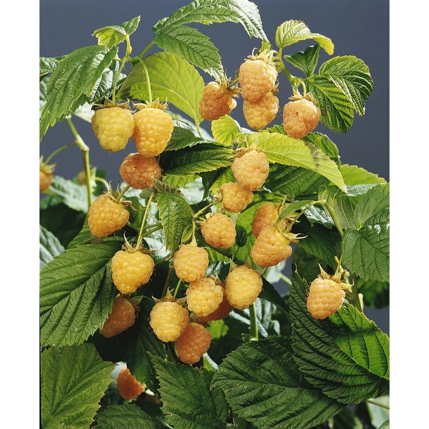 Rubus Idaeus Golden Queen Himbeere Gelbfruchtig 30–40 Cm günstig online kaufen