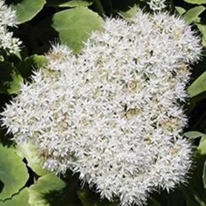 6 x Fettblatt 'Iceberg' Sedum spectabile Topf 9cm Herbstblüher
