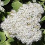 6 x Fettblatt 'Iceberg' Sedum spectabile Topf 9cm Herbstblüher