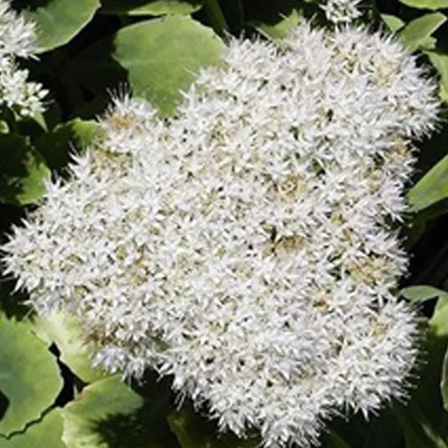 arborix 6 X Fettblatt 'Iceberg' Sedum Spectabile Topf 9cm Herbstblüher