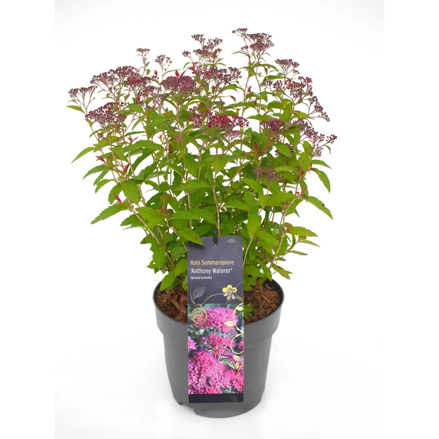 Sommerspiere Anthony Waterer Rot Höhe ca. 20 - 30 cm Topf ca. 2,3 l günstig online kaufen