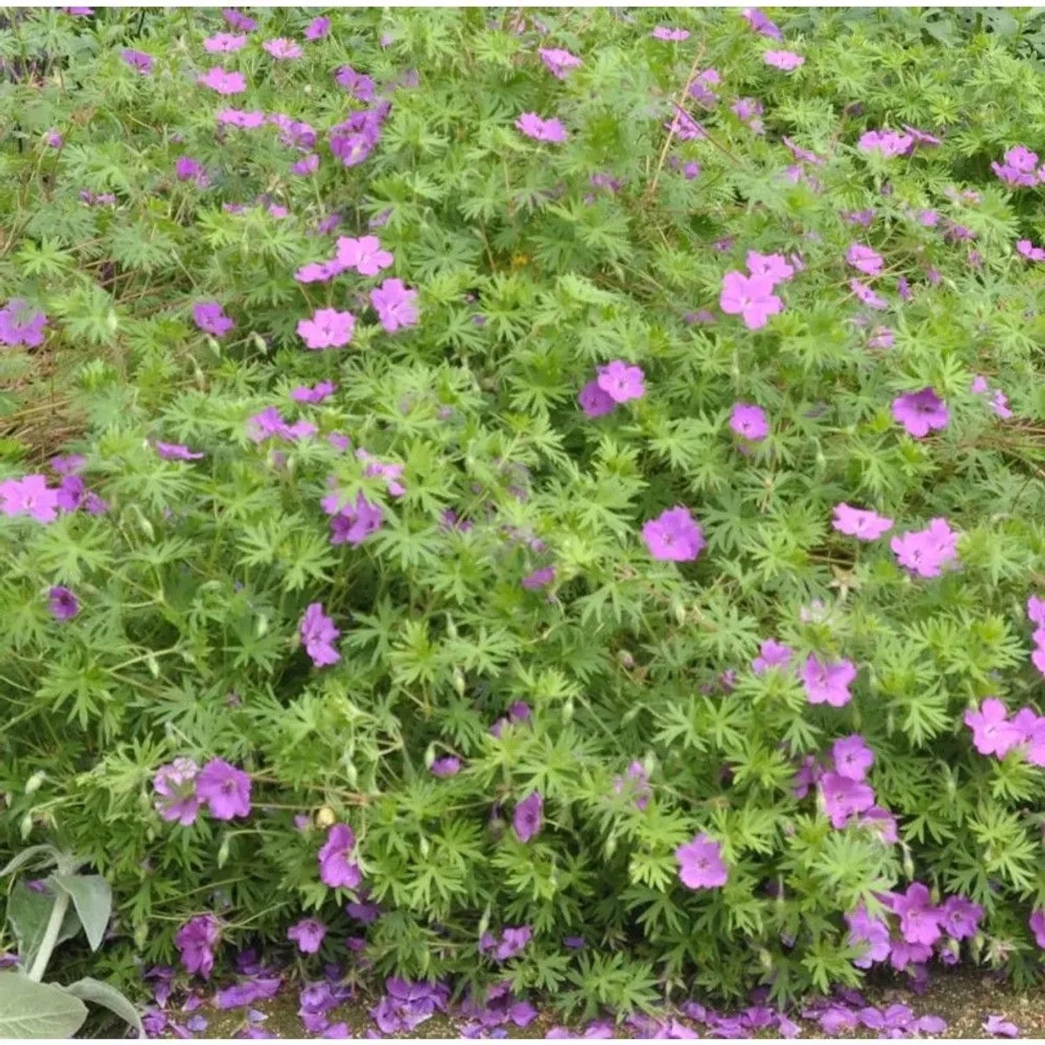 Storchenschnabel Inverness - Geranium sanguineum