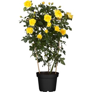 Gelbe Kletterrose im Topf, ca. 10-20 cm hoch, ideal für Rosenbögen und Fassaden.