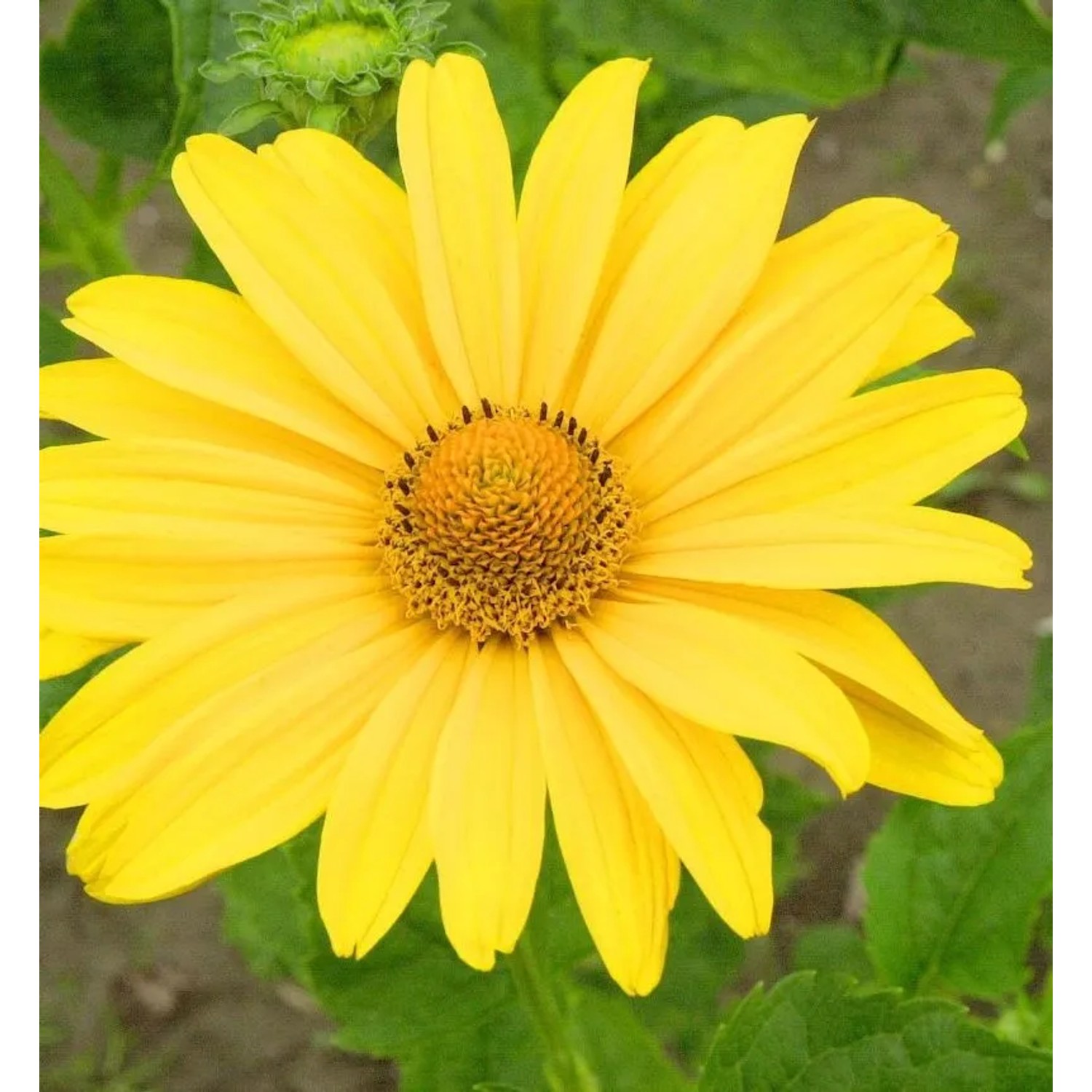 Sonnenauge Karat - Heliopsis scabra