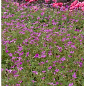Blühender Storchenschnabel Rise and Shine (Geranium wallichianum) im Garten.