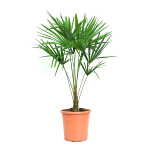 Hanfpalme (Trachycarpus fortunei) im Topf, ca. 24 cm Durchmesser. Immergrüne Kübelpflanze für Garten und Terrasse.