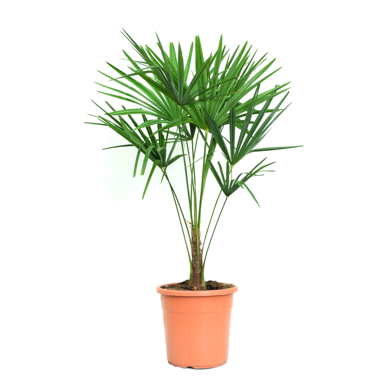 GROW by OBI Hanfpalme Topf-Ø ca. 24 cm Trachycarpus fortunei günstig online kaufen