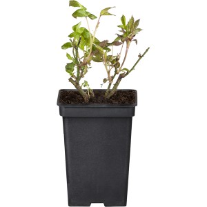 Duftrosen Mix Rot im Topf, ca. 10-20 cm hoch. Rote Rosen für Beet und Kübel.