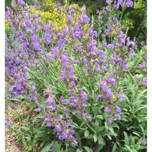 Blühender spanischer Salbei (Salvia lavandulifolia), eine violette Staude.