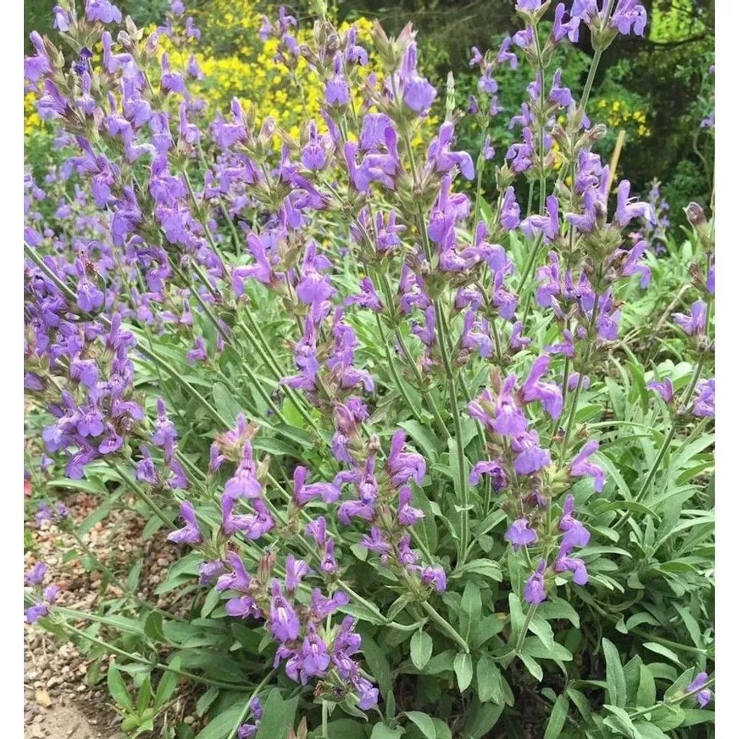 Spanische Salbei - Salvia,avandulifolia