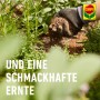 Hand streut Compo Bio Gartendünger zwischen Gartenpflanzen. Organischer Dünger für gesundes Wachstum.