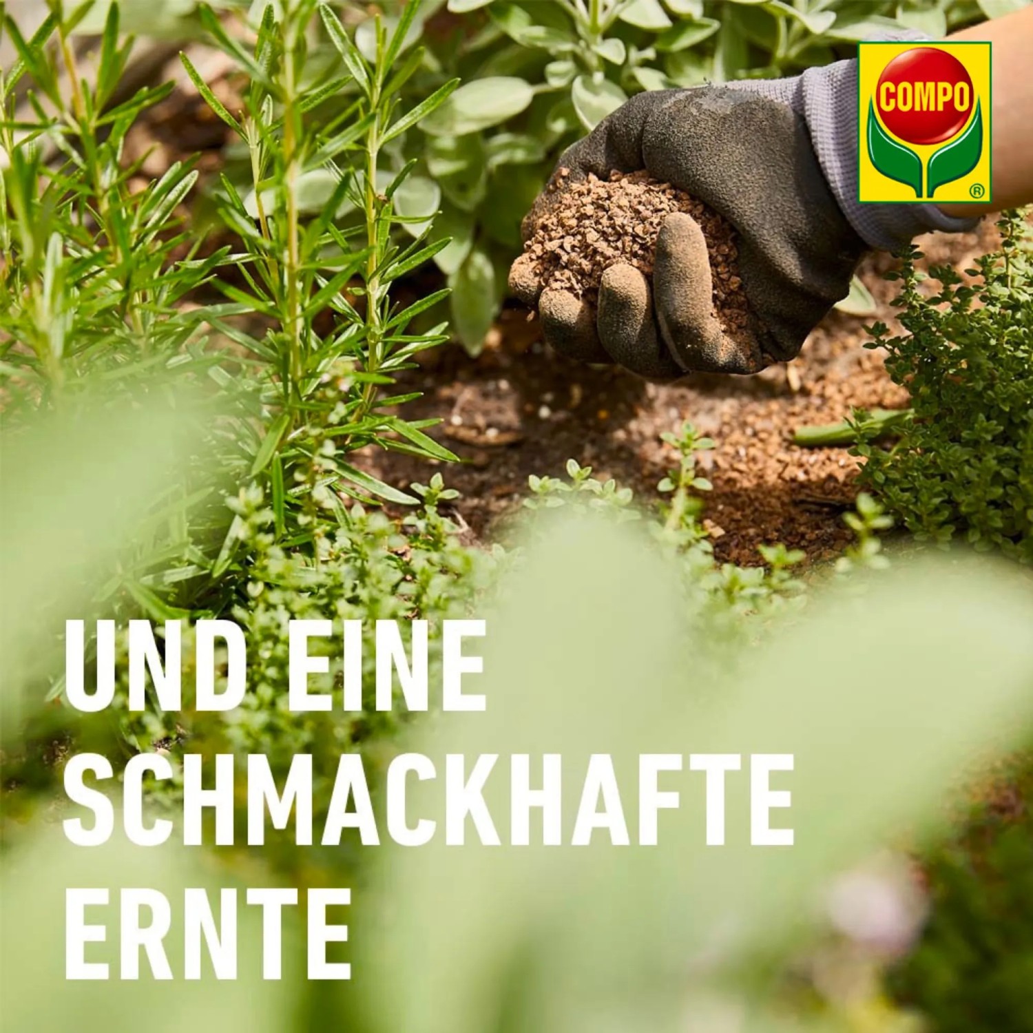muss man clematis düngen Purgrün Clematis-Dünger 1 kg