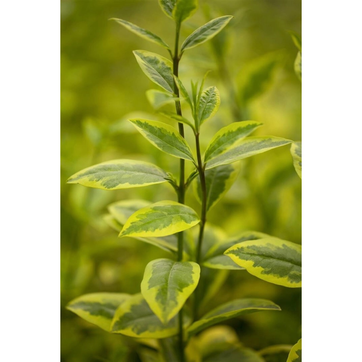 Ligustrum ovalifolium 'Aureum' 60-80 cm günstig online kaufen