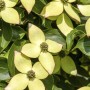 Nahaufnahme des blühenden Chinesischen Hartriegels 'Wietings Select' mit cremeweißen Blüten.