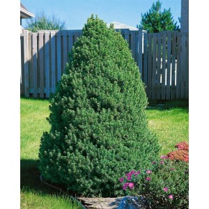 Zuckerhutfichte (Picea Glauca Conica), 100–125 cm, im Garten mit Zaun im Hintergrund.