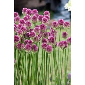 Purpurroter Kugellauch (Allium sphaerocephalon) im 9x9 cm Topf. Schlanke, hohe Stauden mit kugeligen Blüten.